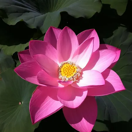 Simona Bed & Breakfast Sorbolo