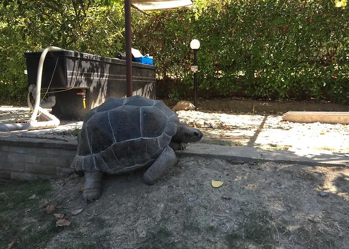 Simona Bed & Breakfast 3*