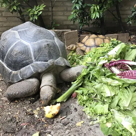 Frühstückspension Simona 3*