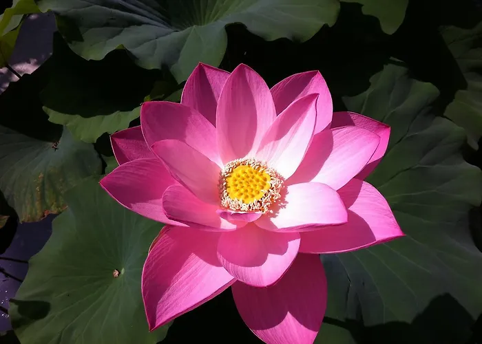 Simona Bed & Breakfast Sorbolo