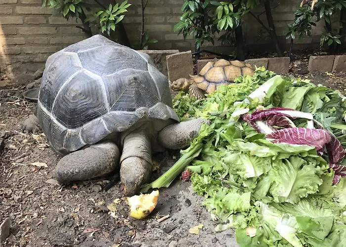 Bed & Breakfast Simona 3*