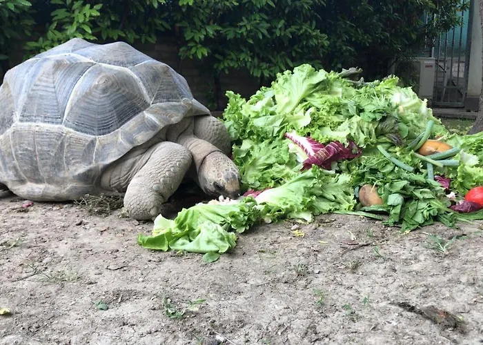 Simona Bed & Breakfast Sorbolo